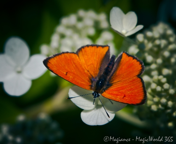 Photo of orange butterfly sitting on a white flower